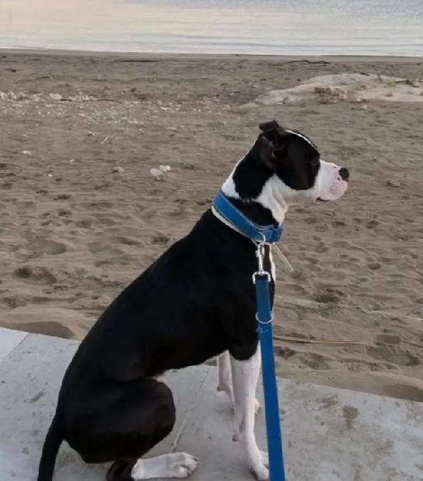 Jager Pitbull splendido 5anni padrone deceduto! SUD Foto 4